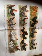 Zeer uniek antiek boek over vogels, Ophalen of Verzenden