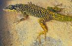 Anolis le diamant, Slang