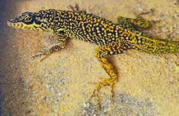 Anolis le diamant beschikbaar voor biedingen