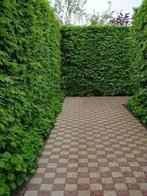 Beukenhaag (WEEKACTIE), Liguster, Meidoorn, Taxus, Laurier, Tuin en Terras, Ophalen, Bloeit niet, Halfschaduw, Overige soorten