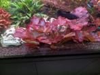 Rode tijgerlotus, Dieren en Toebehoren, Vissen | Aquaria en Toebehoren, Ophalen, Zo goed als nieuw, Plant(en), Steen of Hout