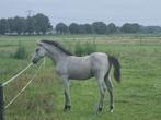 Te koop jonge Camargue paarden, Dieren en Toebehoren, Paarden, Minder dan 160 cm, Gechipt, Dressuurpaard, 0 tot 2 jaar