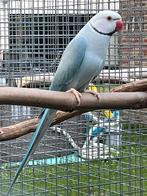 Halsbandparkieten, Dieren en Toebehoren, Meerdere dieren, Parkiet, Geringd