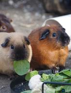 Harem cavia's evt incl groot binnenverblijf, Cavia, April, Vrouwelijk, Tam