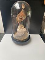 Taxidermy patrijs en strandloper  antieke glas stolp, Ophalen of Verzenden, Zo goed als nieuw, Vogel, Opgezet dier
