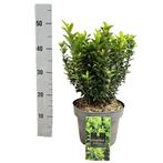 Euonymus kardinaalsmuts green spire, Ophalen, Overige soorten, Volle zon