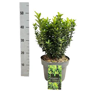 Euonymus kardinaalsmuts green spire beschikbaar voor biedingen