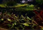 Aquarium Centrum Apeldoorn specialist in duurzame ecosysteem, Vis