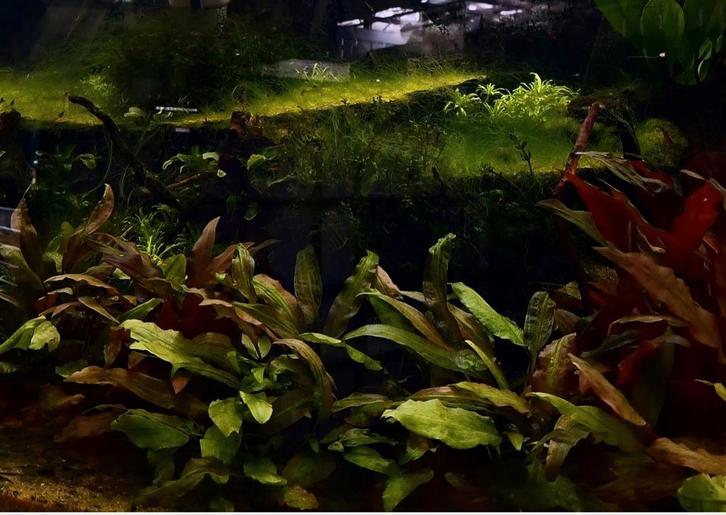 Aquarium Centrum Apeldoorn specialist in duurzame ecosysteem, Dieren en Toebehoren, Vissen | Aquariumvissen, Vis