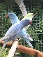 Halsband parkieten, Dieren en Toebehoren, Meerdere dieren, Parkiet, Geringd