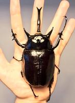 Megasoma mars kever larven, Dieren en Toebehoren