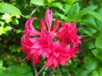 Ondergewaardeerd: Bladverliezende Azalea's / Azalea, Vaste plant, Halfschaduw, Lente, Ophalen