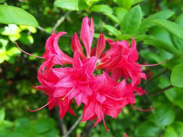 Ondergewaardeerd: Bladverliezende Azalea's / Azalea beschikbaar voor biedingen