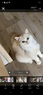 Britse Zilver Shaded poes:€300, Dieren en Toebehoren, Katten en Kittens | Raskatten | Korthaar, Poes