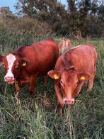 Kruisling Angus Fleckvieh pinken biologisch, Vrouwelijk