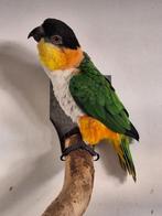 Zwartkopcaique koppel, Dieren en Toebehoren, Vogels | Parkieten en Papegaaien, Meerdere dieren, Parkiet, Geringd
