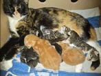 Te koop kittens, Meerdere dieren
