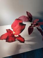 BIORB nieuw kunstplanten H 25 cm ., Dieren en Toebehoren, Ophalen of Verzenden, Nieuw, Sierelement