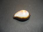 Schelpen: Erronea onyx  Linnaeus, 1758.  F++, Ophalen of Verzenden, Schelp(en)