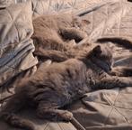 Blauwe Rus kittens met stamboom; Nebelung, Meerdere dieren, Gechipt, 0 tot 2 jaar