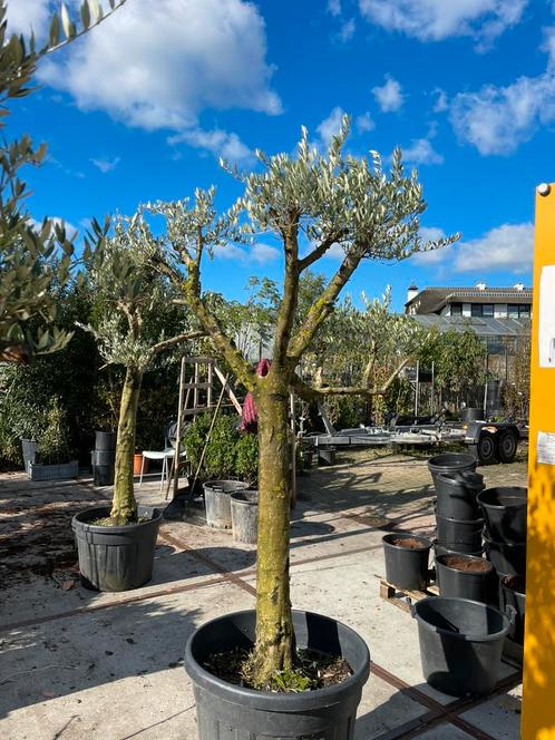 Olijfbomen grof vertakt pon- pon uitvoering iets apparts, Tuin en Terras, Planten | Bomen, Olijfboom, 100 tot 250 cm, Volle zon