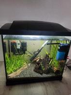 Superfish aqua 50 ingericht en bewoond, Ophalen, Zo goed als nieuw, Gevuld zoetwateraquarium