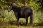 Super lieve 15 jarige Connemara merrie ❤️, B, 11 jaar of ouder, E pony (1.48m - 1.57m), Gechipt