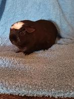 Diverse cavia's mogen verhuizen, Dieren en Toebehoren, Cavia, Meerdere dieren, Tam, September