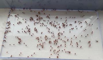 Attacus Atlas mot eitjes / L1 rupsen beschikbaar voor biedingen