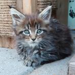 Super mooie maine coon kittens met stamboom, Dieren en Toebehoren, Katten en Kittens | Raskatten | Langhaar, Meerdere dieren, Gechipt