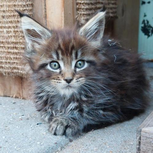 Super mooie maine coon kittens met stamboom, Dieren en Toebehoren, Katten en Kittens | Raskatten | Langhaar, Meerdere dieren, 0 tot 2 jaar