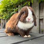 NHD choco/wit voedster., Dieren en Toebehoren, Konijnen, Vrouwelijk, Dwerg, Hangoor