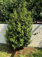 Camelia Japonica vaste buitenplant, Vaste plant, Halfschaduw, Lente, Ophalen