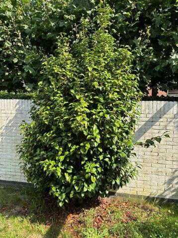 Camelia Japonica vaste buitenplant beschikbaar voor biedingen