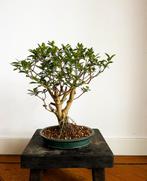 Meerstammige bonsai in mooie Japanse geglazuurde bonsaipot, Tuin en Terras, Planten | Bomen, Minder dan 100 cm, Overige soorten