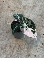 Alocasia black velvet pink variegata, Ophalen of Verzenden, Halfschaduw, Minder dan 100 cm