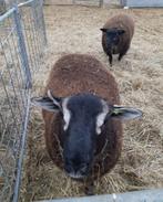 Dassenkop dekram zwoegervrij geboren mrt 2025, Dieren en Toebehoren, Schapen, Geiten en Varkens, Mannelijk, Schaap, 0 tot 2 jaar