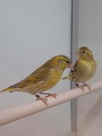 1-1 Europese sijs, Meerdere dieren, Wildzangvogel, Geringd