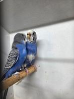 Mooi koppel violet, Dieren en Toebehoren, Vogels | Parkieten en Papegaaien, Meerdere dieren, Parkiet