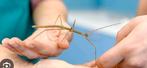 Wandelende takken, Indische meer dan 30 beschikbaar, Dieren en Toebehoren, Insecten en Spinnen, Wandelende tak