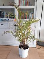 Palm, kamerplant, Groene kamerplant, Ophalen, Palm, 100 tot 150 cm