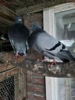 jonge canaria kroppers, Meerdere dieren, Kropper