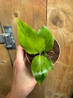 Strelitzia nicolai lemon lime green variegata plant, Huis en Inrichting, Kamerplanten, Ophalen of Verzenden, Halfschaduw, Minder dan 100 cm