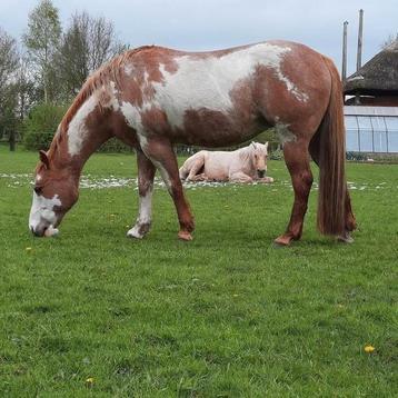 American paint Horse merrie, 1.55 Chestnut Overo, 18 jaar beschikbaar voor biedingen
