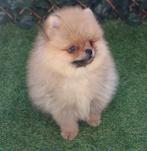Bearface Pomeriaan/Pomeranian Reutje geboren in NL, Dieren en Toebehoren, Nederland, 15 weken tot 1 jaar, Reu, Meerdere