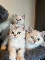 britse korthaar kittens, Dieren en Toebehoren, Katten en Kittens | Overige Katten, Meerdere dieren