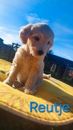Goldendoodle F1 puppie's Teefjes en Reutje., Overige rassen, CDV (hondenziekte), 8 tot 15 weken, Meerdere