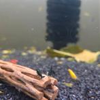 Uitgeselecteerde Neocaridina-garnalenmix Verzenden / afhalen, Kreeft, Krab of Garnaal, Zoetwatervis, Schoolvis