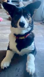 Welsh Corgi Cardigan female 1 year old, Dieren en Toebehoren, Honden | Herdershonden en Veedrijvers, Rabiës (hondsdolheid), Overige rassen