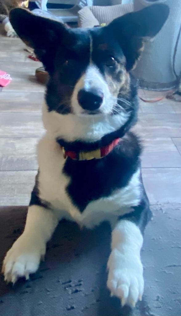 Welsh Corgi Cardigan female 1 year old, Dieren en Toebehoren, Honden | Herdershonden en Veedrijvers, Teef, Overige rassen, Particulier